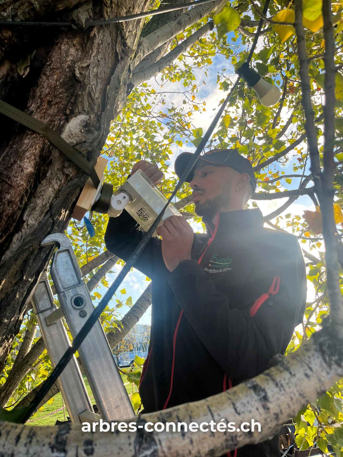 ARBRES-CONNECTES-Stephane-Krebs